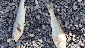 Alerta por la aparición de peces muertos en el Lago Pellegrini