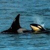 Imagen de La orca que nació entre La Lobería y Bahía Rosas será bautizada por una escuela de El Cóndor