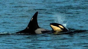 La orca que nació entre La Lobería y Bahía Rosas será bautizada por una escuela de El Cóndor