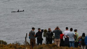 Video: ver a las orcas en Península Valdés con sus amigos, el mejor plan de cumpleaños