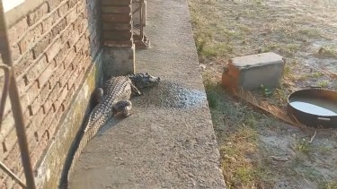 El animal fue trasladado a una laguna cercana. 