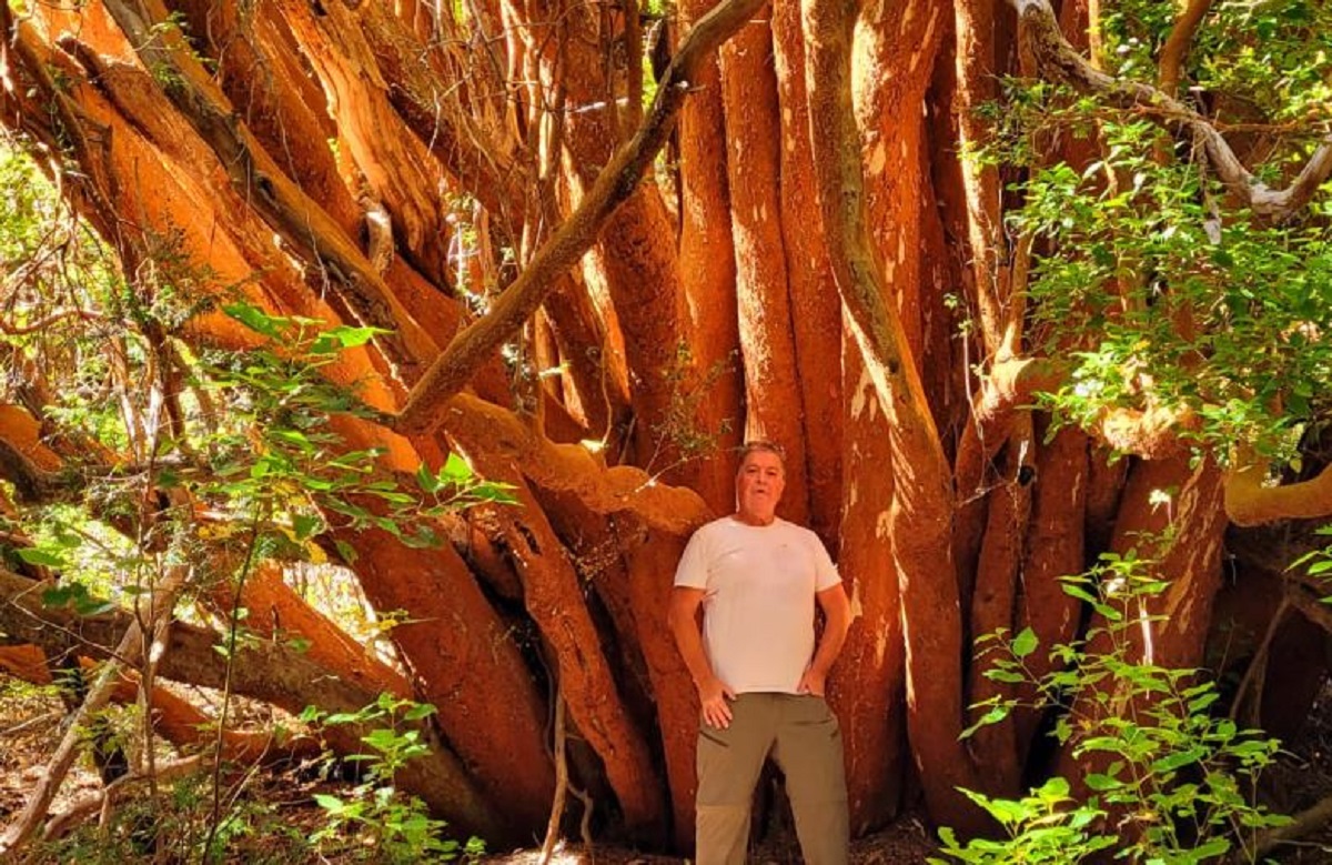 El intendente del Parque Nacional Los Arrayanes, Carlos Garay, junto al Arrayán de 800 años. Foto: https://www.laangosturadigital.com.ar/