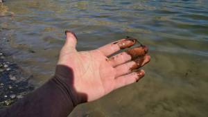 Una 4X4 se hundió en una laguna del norte neuquino y la contaminó con aceite y gasoil