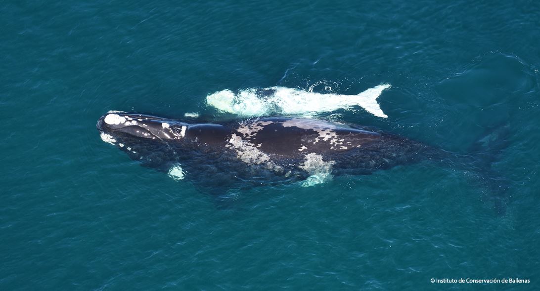 Paciencia junto a su cría nacida en 2022. Tanto esta cría como la que dio a luz en 2019 son de coloración morfo-gris. Una característica muy distintiva de esta familia de ballenas, explicó el Instituto de Conservación.