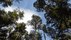 Bosques: «estamos alterando un equilibrio del que nosotros también dependemos”, afirmó el Conicet