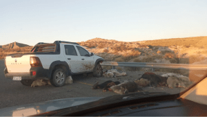 Choque sobre Ruta 40 dejó a un criancero con animales muertos y heridos