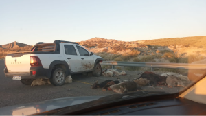 Choque sobre Ruta 40 dejó a un criancero con animales muertos y heridos