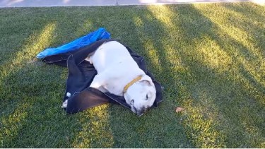 Se manifestarán pidiendo justicia por "Ciro" el perro baleado en Zapala