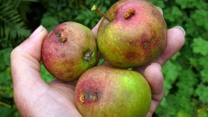 Emergencia por mosca de los frutos en Cinco Saltos: prohíben la exportación de su fruta sin cuarentena