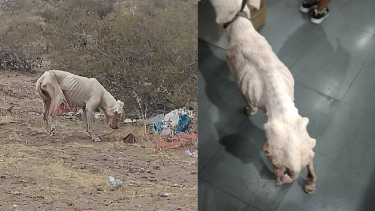 Rescataron a una doga y necesitan ayuda para salvarla. Foto: facebook