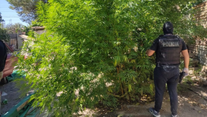 Secuestraron 30 plantas de marihuana en dos viviendas de Allen