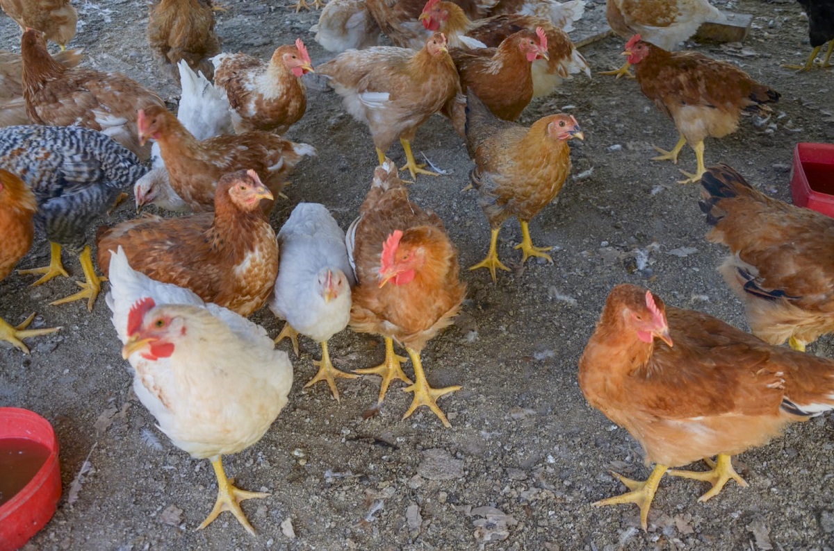 Ya se detectaron 55 casos de gripe aviar en Argentina. Foto: Archivo.