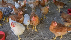 Profundizan medidas contra la gripe aviar: prohíben ferias y exposiciones con movimiento de aves vivas
