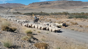Video: así es el retorno de las familias crianceras en el norte neuquino