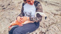 Imagen de Salvó a un flamenco atrapado con tanzas y envió un mensaje a los pescadores de Neuquén