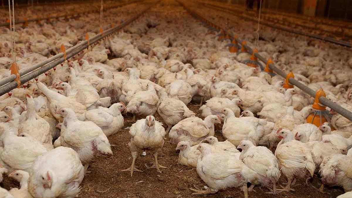 Se sacrificarán más de 30 mil gallinas ponedoras. Foto: Archivo.