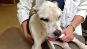 Maltrató a su perro durante una década en Santa Fe: la Justicia la obligó a pagar por su recuperación