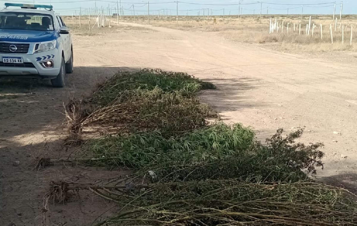 Las plantas superan los dos metros de altura. Foto: Gentileza Policía de Río Negro.