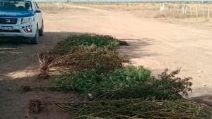 Fueron por un incendio y se encontraron con una plantación de marihuana, en Playas Doradas