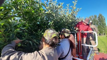 MUPLA. Las operarias realizaron tareas en las parcelas de la Estación Experimental Agropecuaria del INTA Alto Valle.