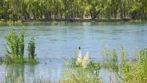 Encontraron un cuerpo en la zona del río, en Neuquén