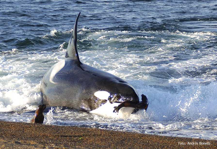 Mel una orca famosa en todo el territorio patagónico que fue vista por primera vez en 1975 en las playas de Punta Norte. Foto: Andrés Bonetti.