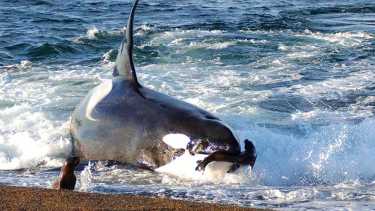 Mel una orca famosa en todo el territorio patagónico que fue vista por primera vez en 1975 en las playas de Punta Norte. Foto: Andrés Bonetti.