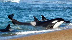 La mejor época para avistar orcas en Puerto Madryn