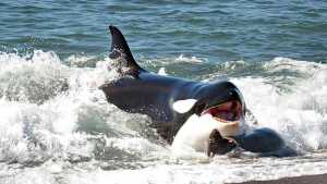 Orcas en Península Valdés: abre la temporada para ver la conducta predatoria más espectacular