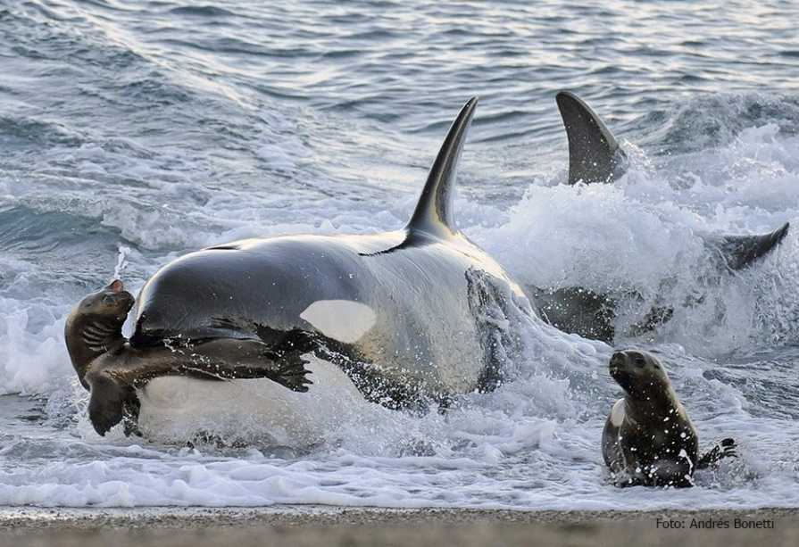 Después de cazar un lobo marino con la técnica de varamiento intencional, la orca juega con su presa. Fotos: Andrés Bonetti.