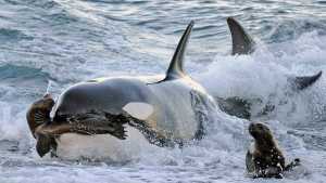 Las orcas salen a cazar: imágenes impactantes de un fenómeno único en el mundo, en Península Valdés
