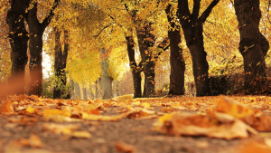 Equinoccio de otoño 2023: significado y ritual para renovar la energía