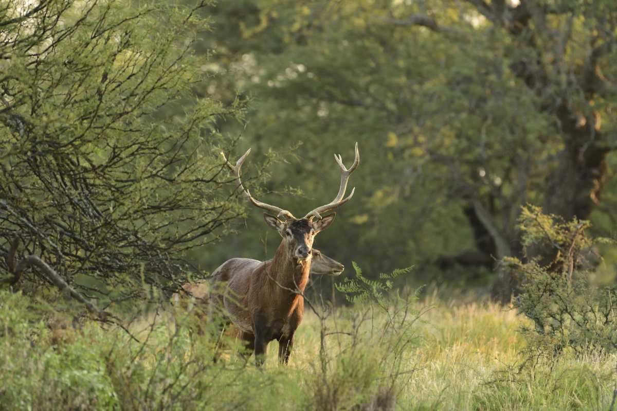Ciervos aparecen en zonas pobladas de Bariloche en busca de mejores pasturas