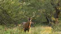 Imagen de Por qué se ven ciervos en esta época en las zonas pobladas de Bariloche