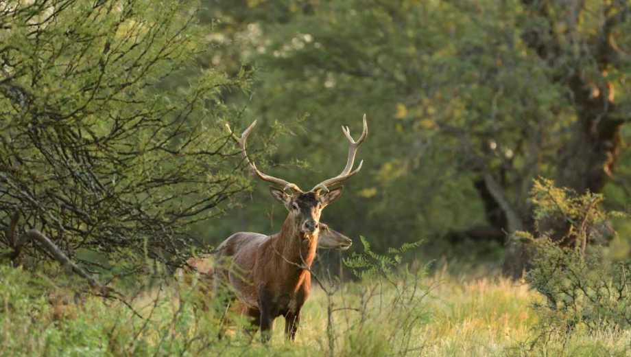 Los ciervos migran a las zonas más bajas en esta época en busca de mejores pasturas. Foto: archivo