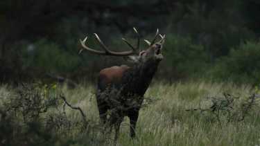 Quería hacer fotos a ciervos en brama en La Pampa, los siguió 4 días y mirá qué belleza lo que encontró