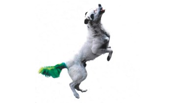 La cola verde de Docki fue la solución para que se lo dejaran de llevar a la perrera de Neuquén.