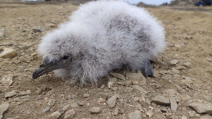En peligro de extinción: después de 40 años nació en una isla de Chile un ejemplar del petrel buceador