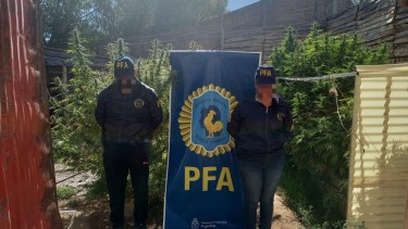 Tenía 150 plantas de marihuana y otros 5 kilos listos para vender en Neuquén y Río Negro