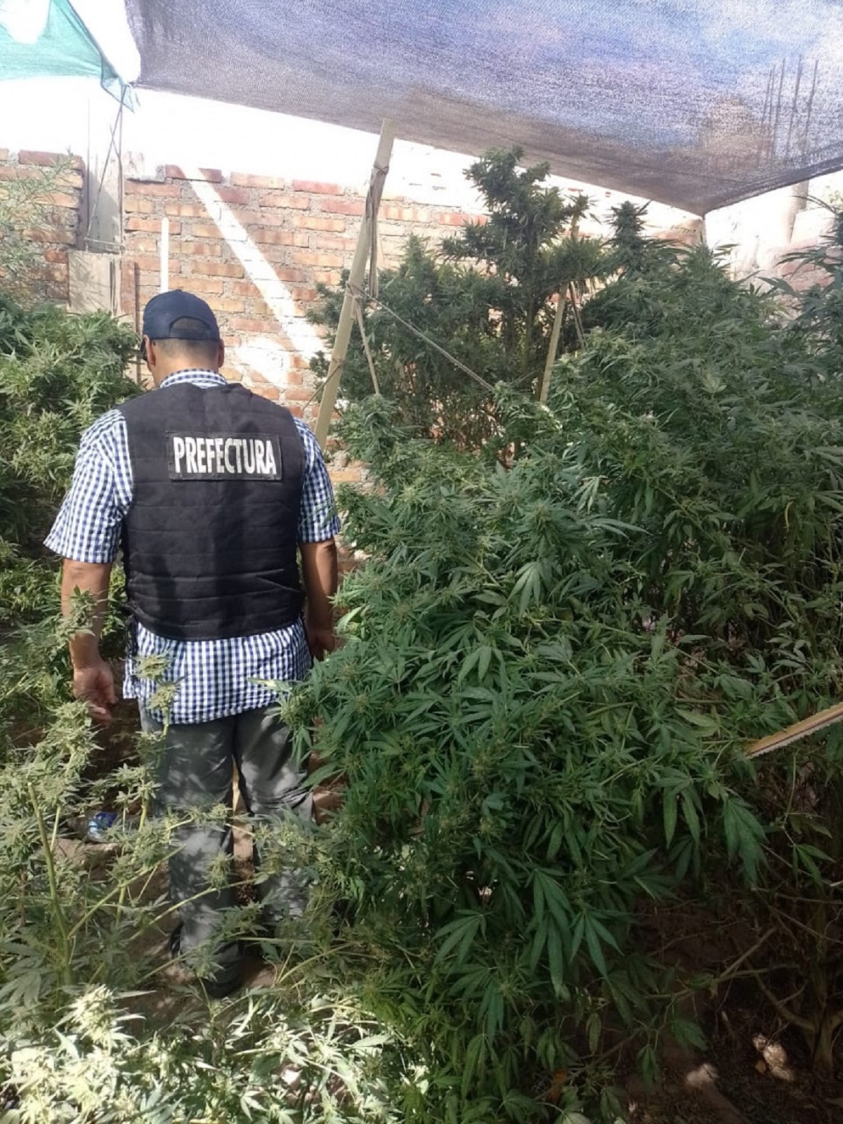 Secuestran cocaína, marihuana y un arma de fuego en una vivienda de Neuquén 
