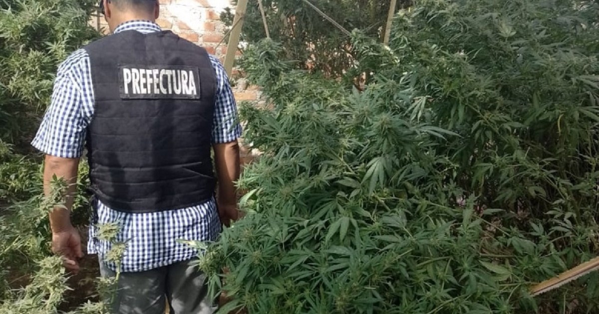 Secuestran cocaína, marihuana y un arma en una casa de Neuquén, hay cuatro detenidos thumbnail