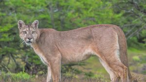 Gran sorpresa: se cruzaron con un puma en el medio de la ruta camino a Villa Regina