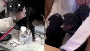 Turquía: rescatan de los escombros a una perra y tres cachorros recién nacidos a un mes de sismo