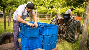Río Colorado de aniversario: «Producir es nuestro destino», destaca un bodeguero local