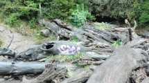 Imagen de Vandalismo: dejaron un graffiti en un tronco de la cascada Ñivinco