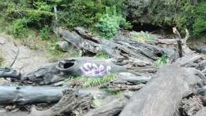 Vandalismo: dejaron un graffiti en un tronco de la cascada Ñivinco