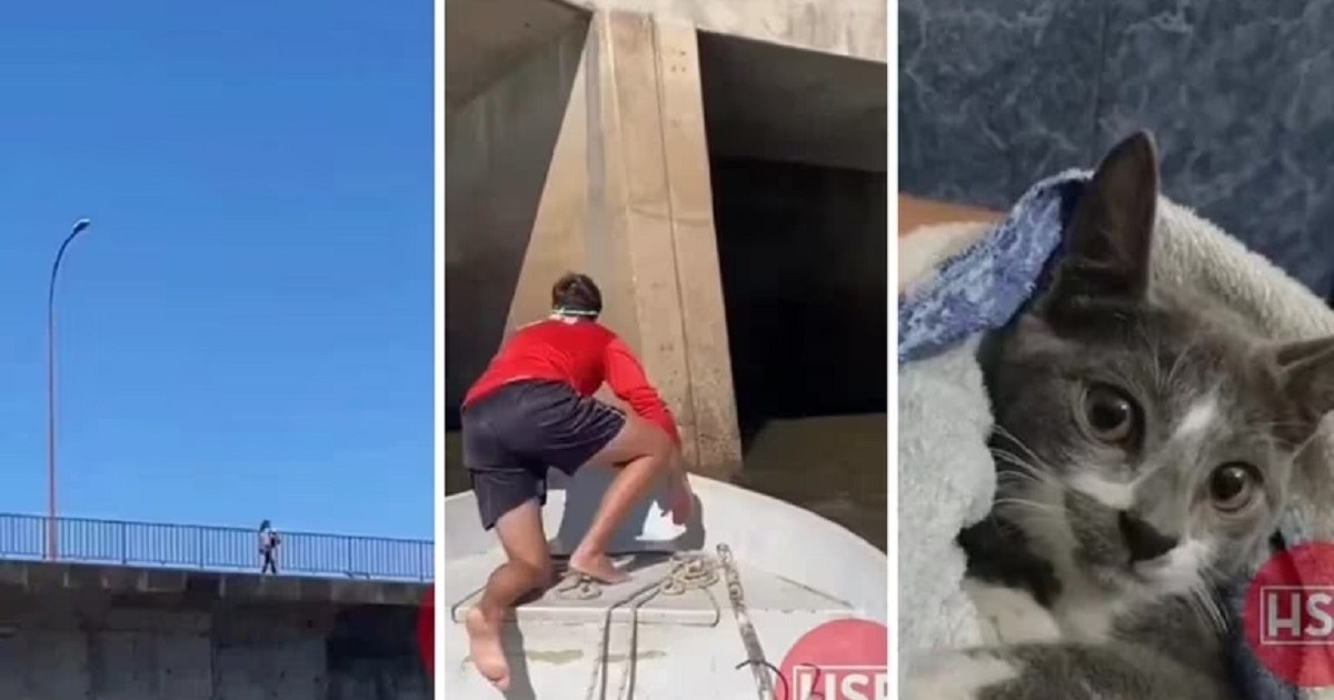 Video| Tiró a su gato de un puente en Santa Fe y quedó grabada: un guardavidas logró rescatarlo thumbnail
