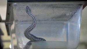 Una yarará causó alarma en la Ciudad Universitaria de la UBA