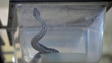 El ofidio atrapado en la Facultad de Exactas de la UBA.