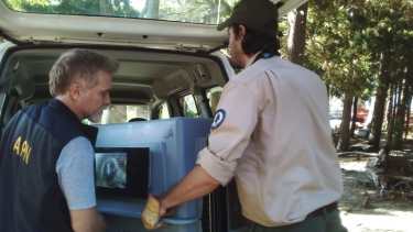 El cóndor ya fue trasladado a la provincia de Buenos Aires. Foto: gentileza